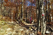 21 Si entra nel bosco di faggeta